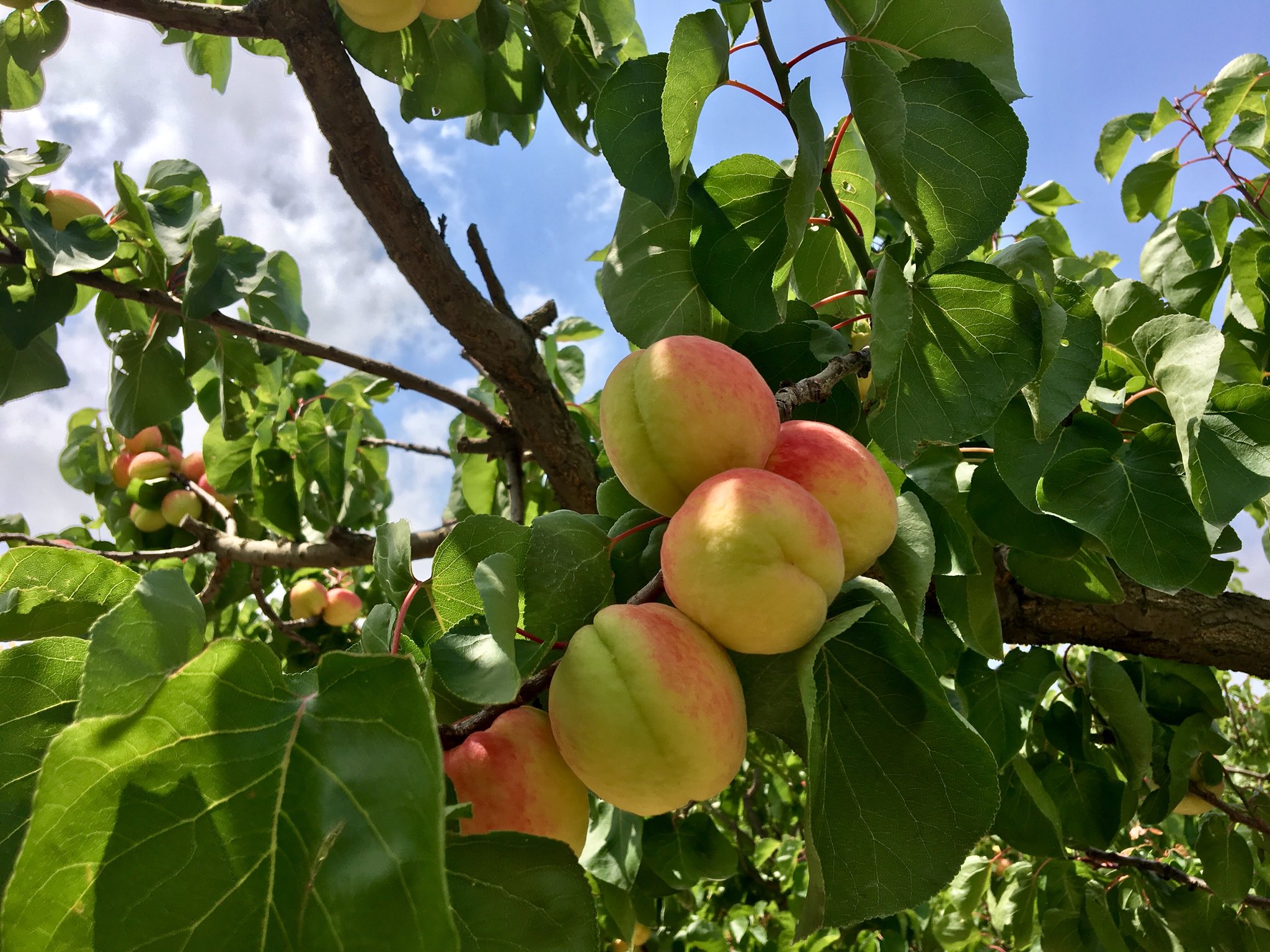 Albaricoque Mitger de Castellón Cultivate en salud