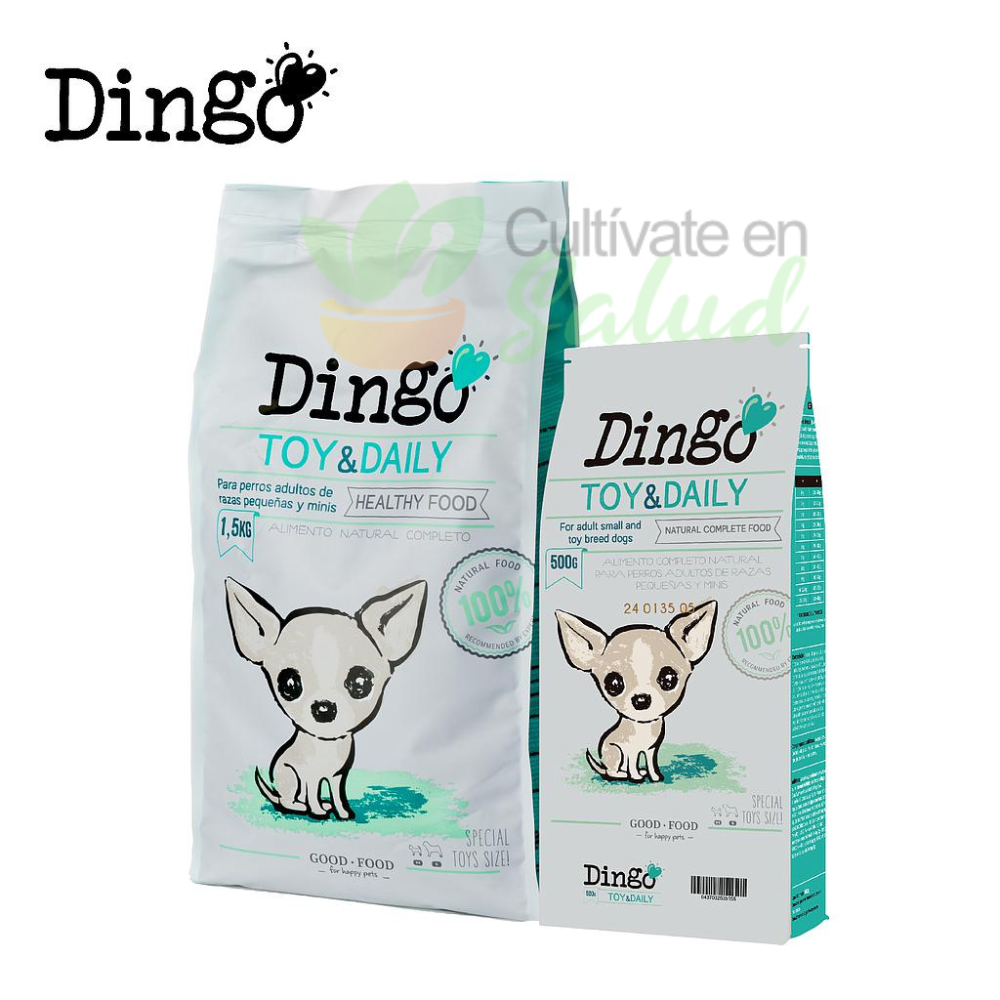DINGO DAILY
