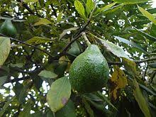 Aguacate Baicon