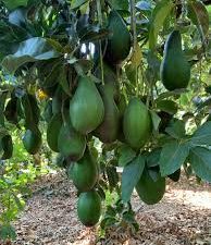 Aguacate Fuerte