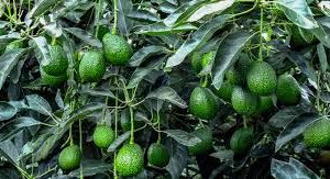 Aguacate Hass