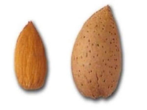 variedad española de producción media-alta