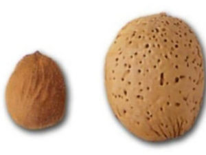 Almendro Marcona