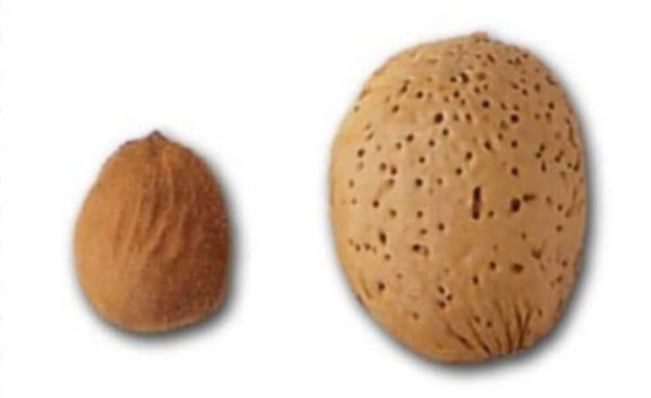 Almendro Marcona