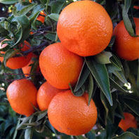 Mandarino Hernandina