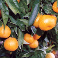 Mandarino Satsuma Owari