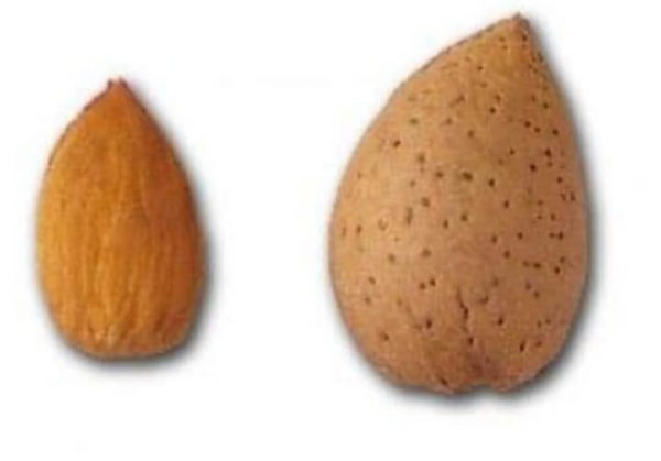 almendro guara