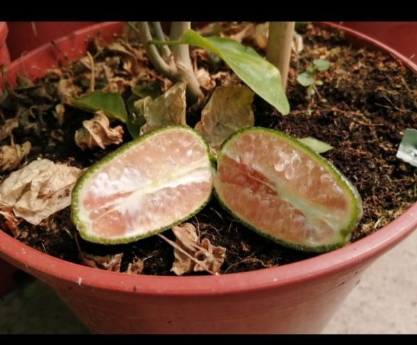 caviar cítrico rosado
