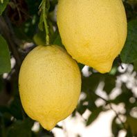 Limonero Fino 49