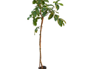 guayaba-rosa