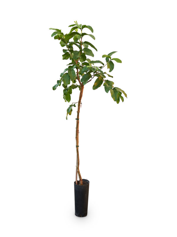 guayaba-rosa