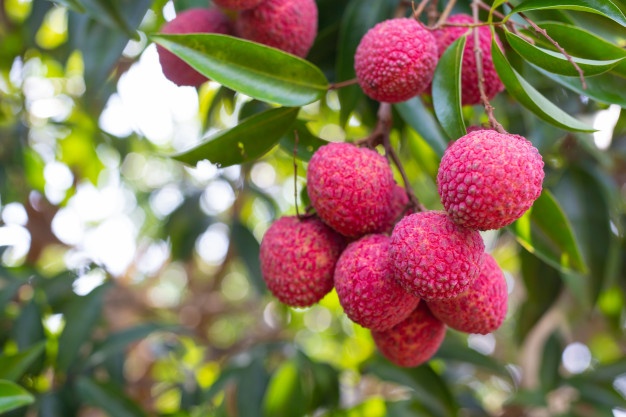 litchi Plantón Litchi Kwa Mayping