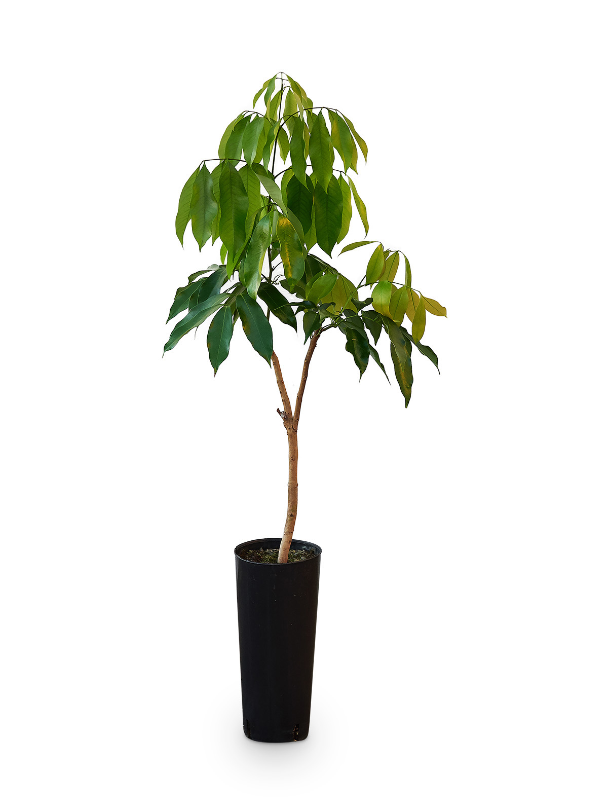 litchi2
