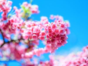 Cerezo Sumburts
