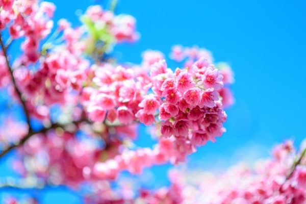Cerezo Sumburts