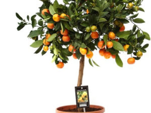 calamondín