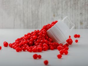 grosella roja planta