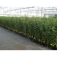 Plantón Ciruelo Larryann