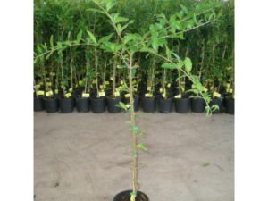 Plantón Granado Mollar Elche