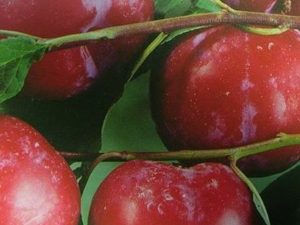 Ciruelo Prat del Llobregat