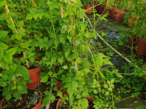 Bignonia Radicans