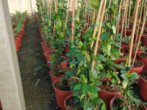 Trachelospermum Jasminoides