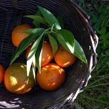 Mandarino Clementina Fina