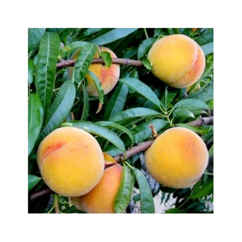 frutal-melocotonero-baby-gold-6-prunus-persica-m-25-800x800