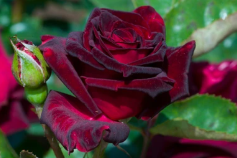 Color y textura del Rosal Perla Negra